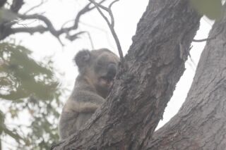 Sleepy Koala 🐨